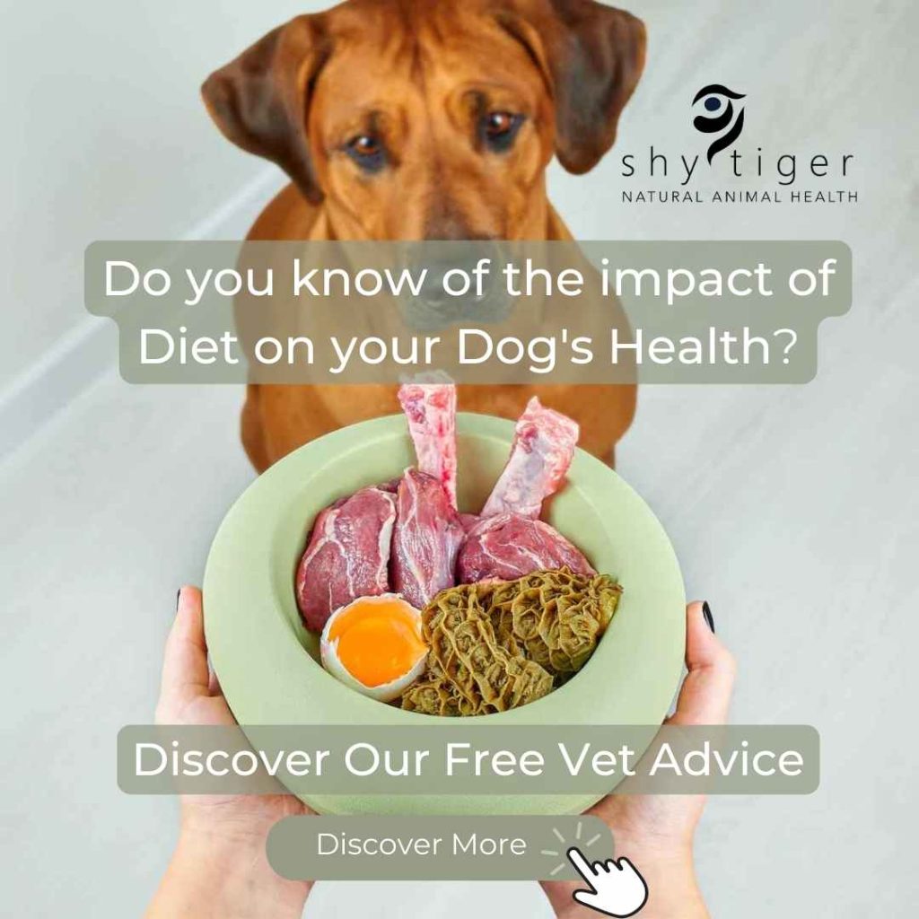 The Impact of Diet on Your Pet’s Health